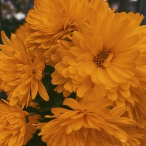 Meet your Posher, Drake